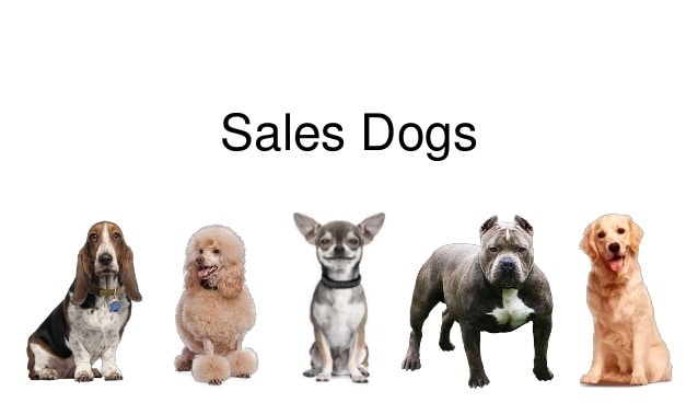 5 chú chó bán hàng của Blair Singer (Sales dogs) 5 chu cho ban hang cua blair singer sales dogs